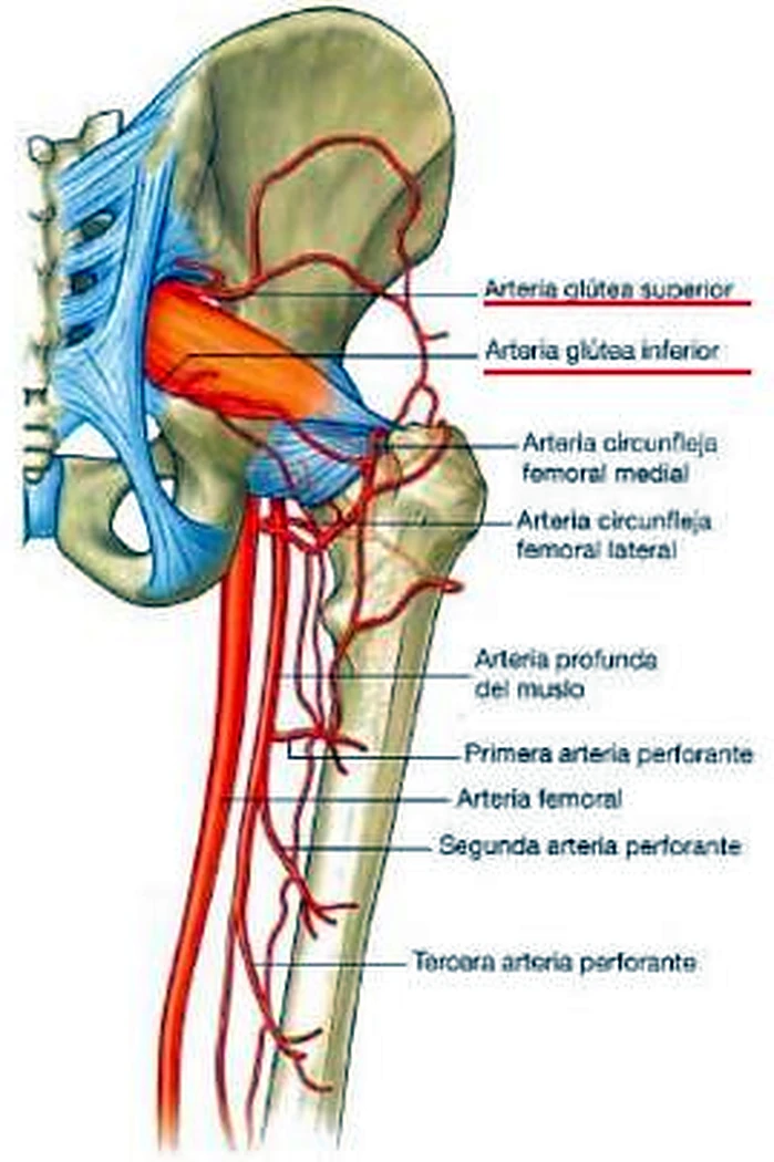 La pelvis y el fémur por detrás y de lado, con arterias rojas ramificadas.