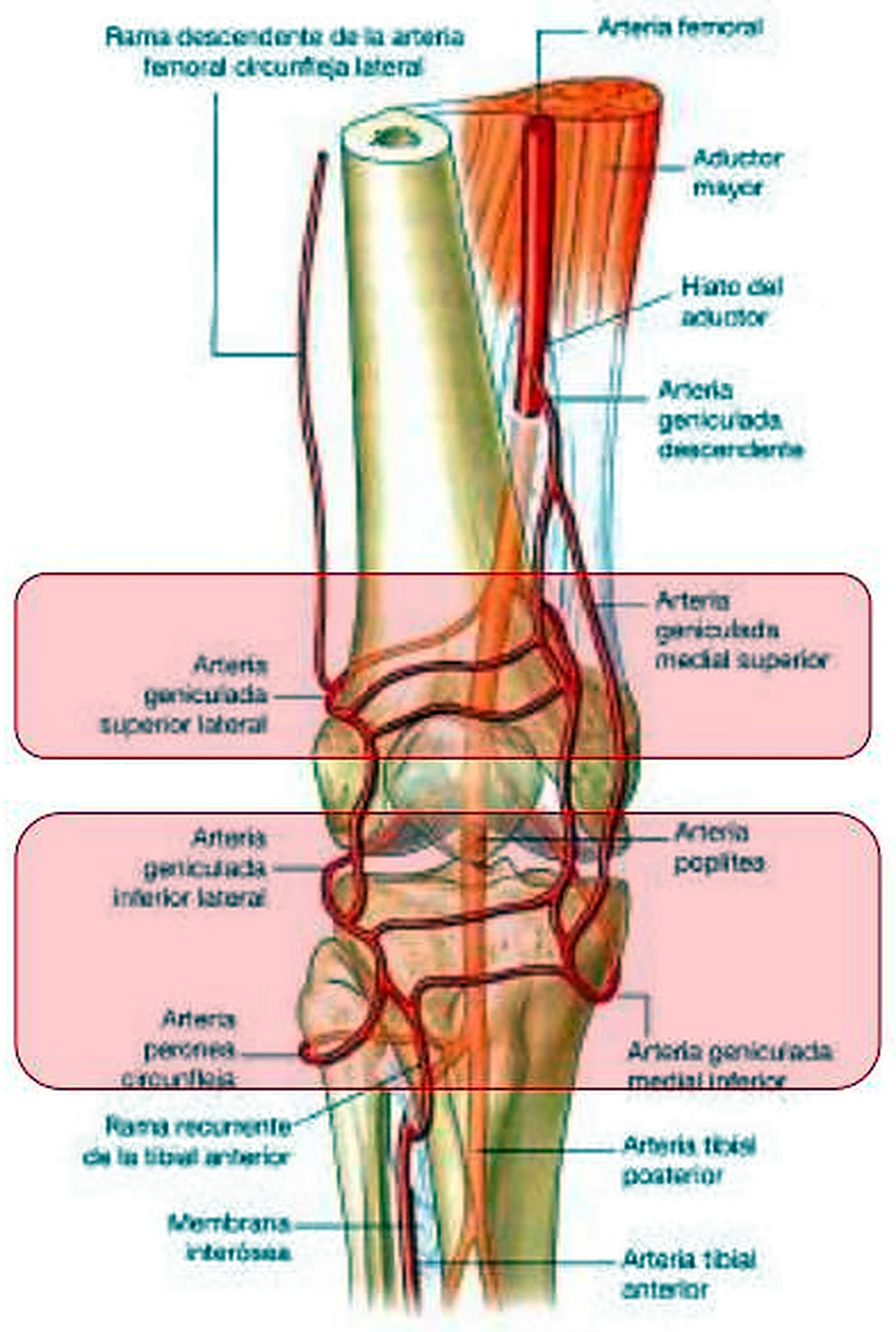 La rodilla por delante con una red de arterias rojas y dos recuadros rosados.