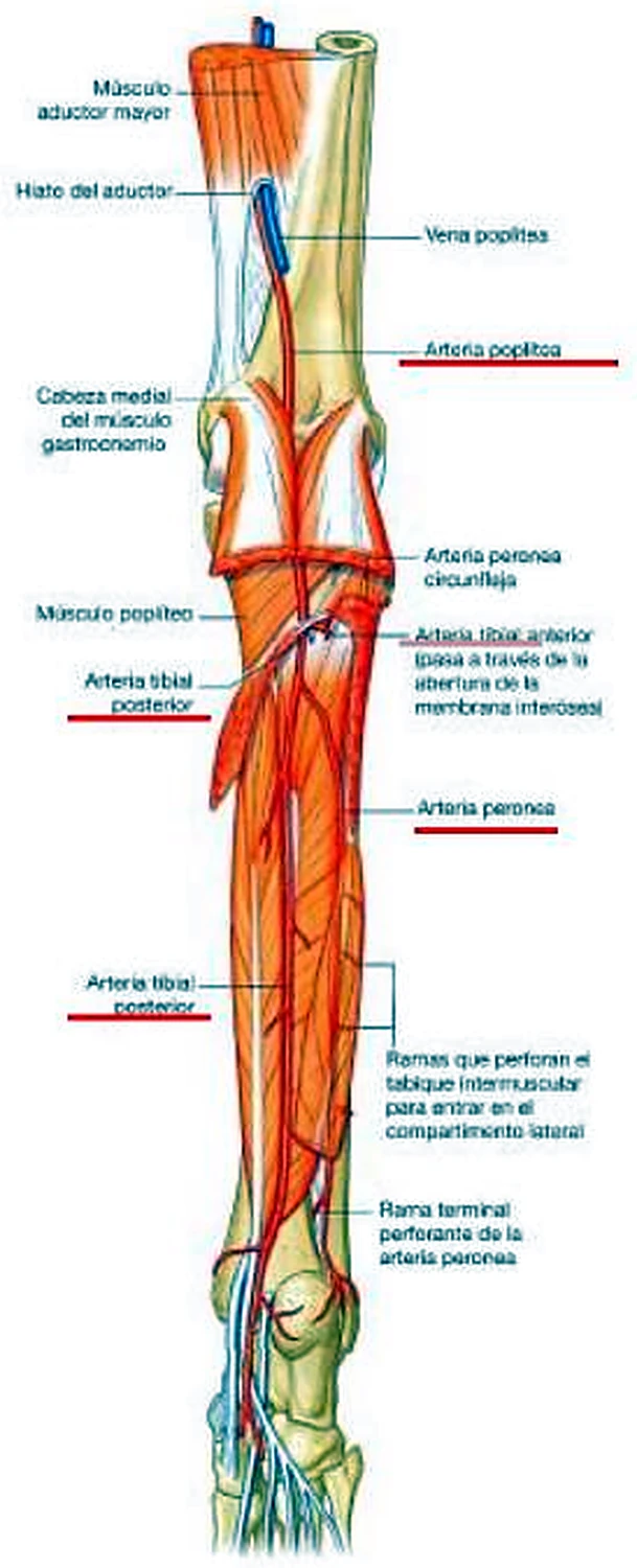 La pierna por detrás, con los músculos retirados y arterias rojas alargadas.