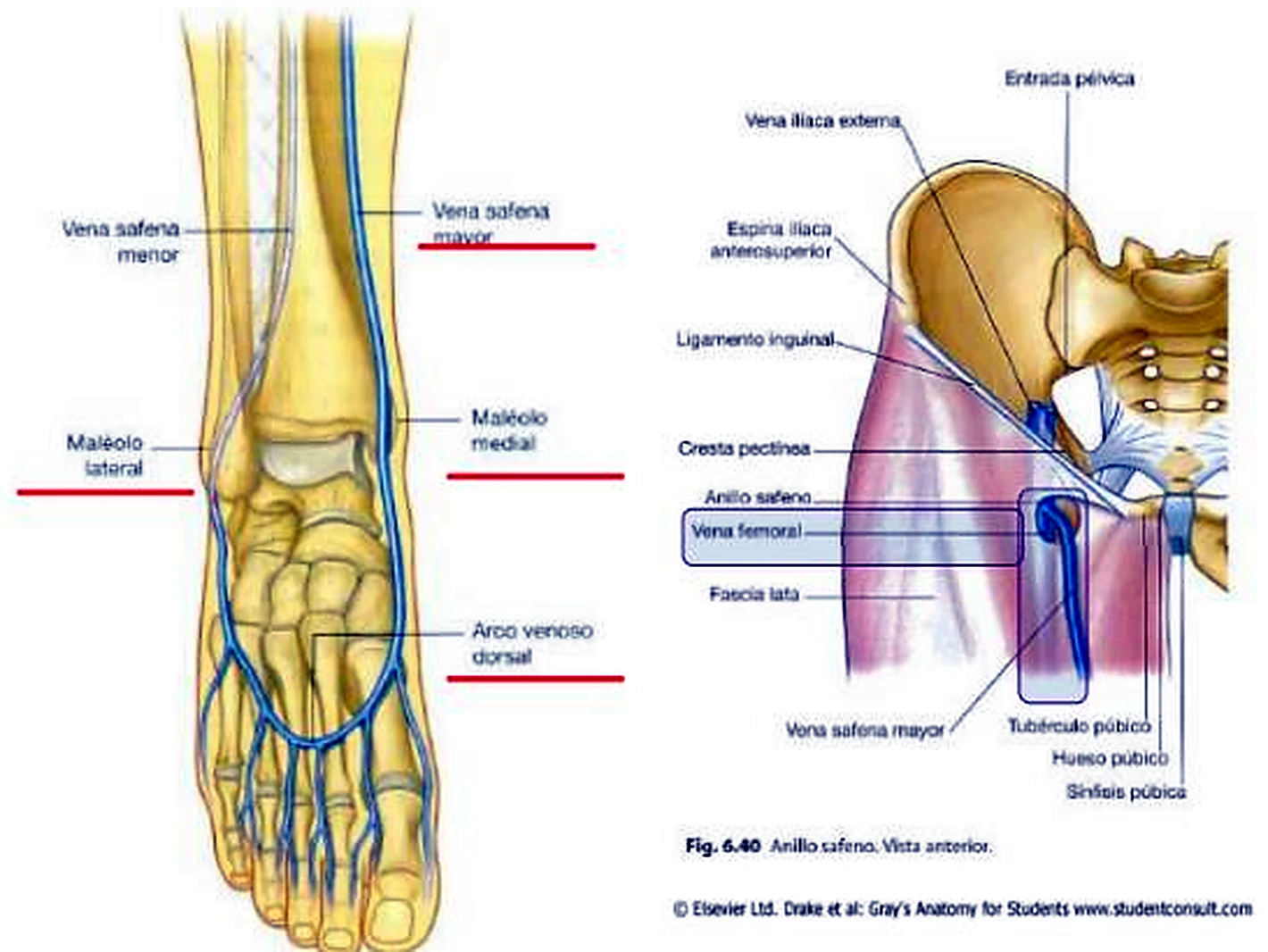 El pie y la pierna por delante con venas azules, y al lado una parte de la pelvis con la vena femoral.