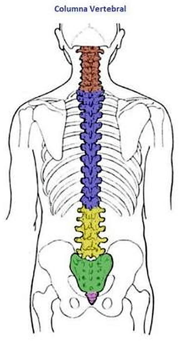Silueta del tronco humano por detrás, con la columna vertebral pintada en marrón, azul, amarillo, verde y rosa.