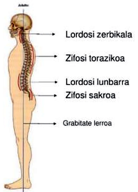 Una persona de lado, con la columna vertebral y las cuatro curvaturas señaladas con flechas, y una línea vertical.