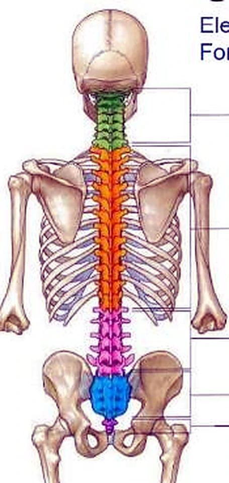 Cráneo, columna vertebral, costillas y pelvis por detrás, con la columna coloreada por regiones.