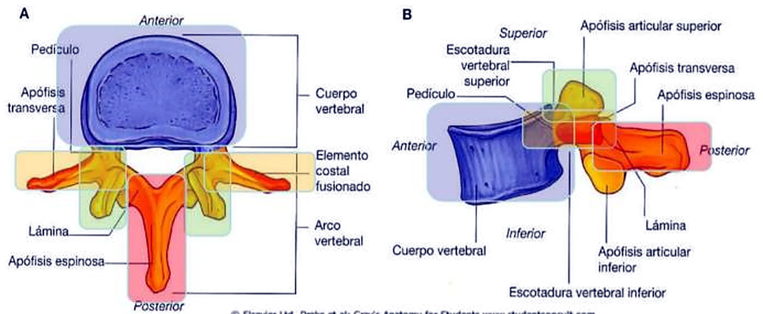 Dos dibujos de una vértebra, con el cuerpo en azul y el arco en amarillo y rojo, y algunas partes con recuadros de colores.