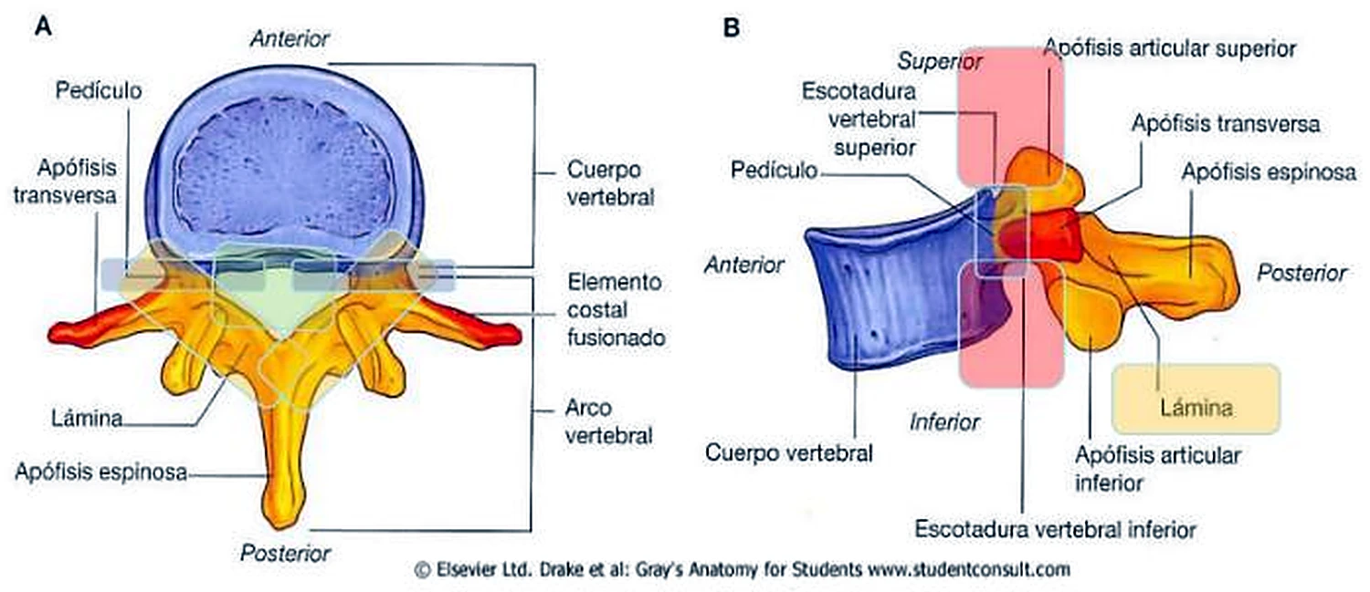 La misma vértebra de la imagen anterior, con otras partes en recuadros de colores.