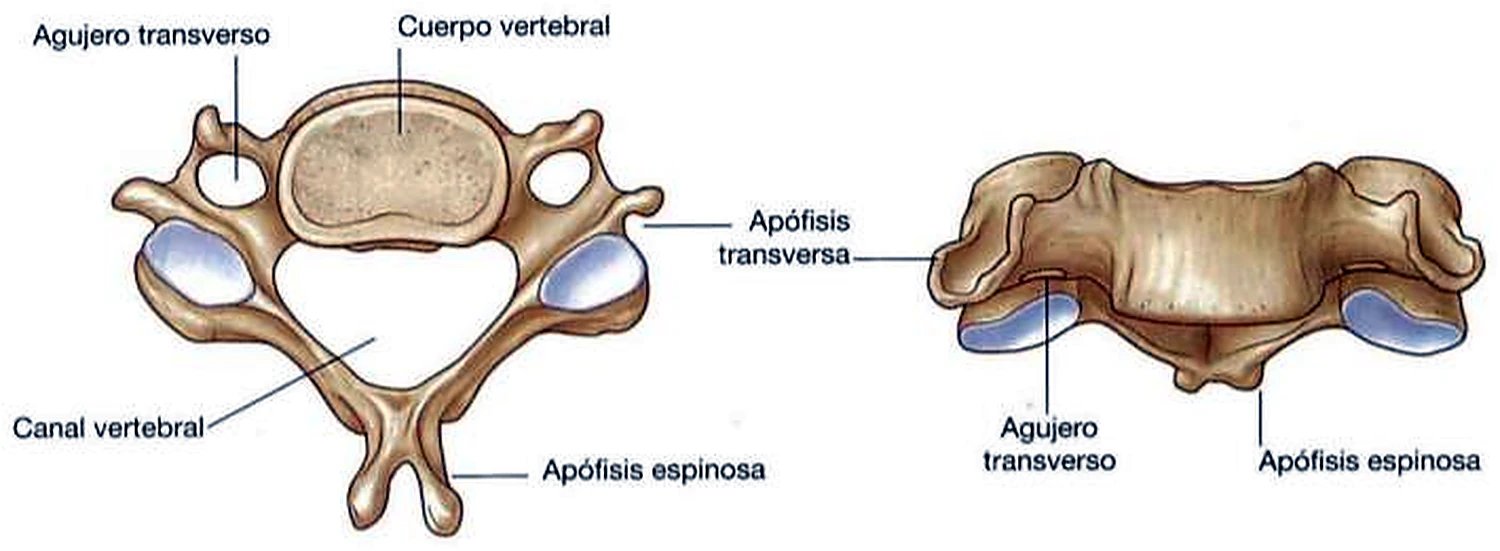 Una vértebra cervical desde arriba, con un anillo amplio, y a un lado vista por delante.