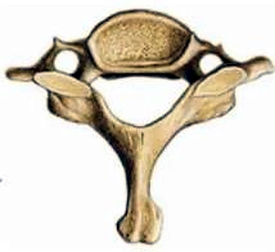 Una vértebra desde arriba, con una única apófisis posterior larga.