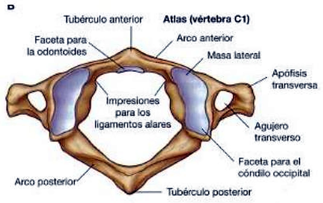 Una vértebra en forma de anillo desde arriba, con una superficie azul alargada a cada lado.