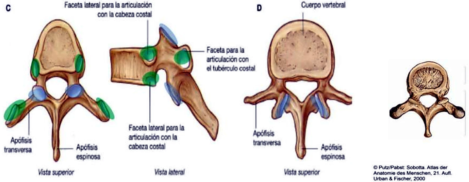 Tres dibujos de una vértebra torácica, con las zonas de articulación con las costillas en verde y azul, y una vértebra pequeña al lado.
