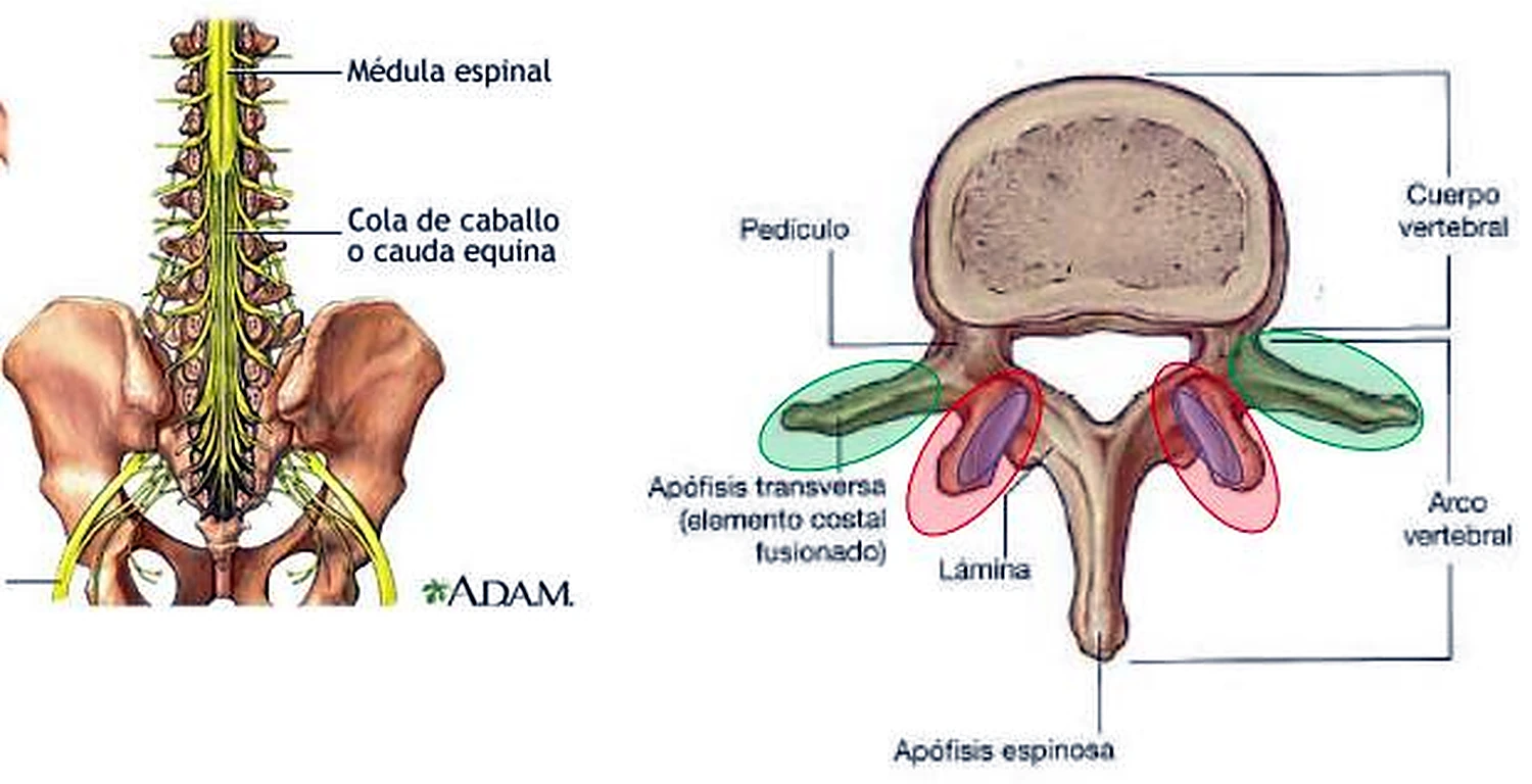 La columna lumbar por detrás con los nervios en amarillo, y una vértebra lumbar desde arriba con algunas partes coloreadas.