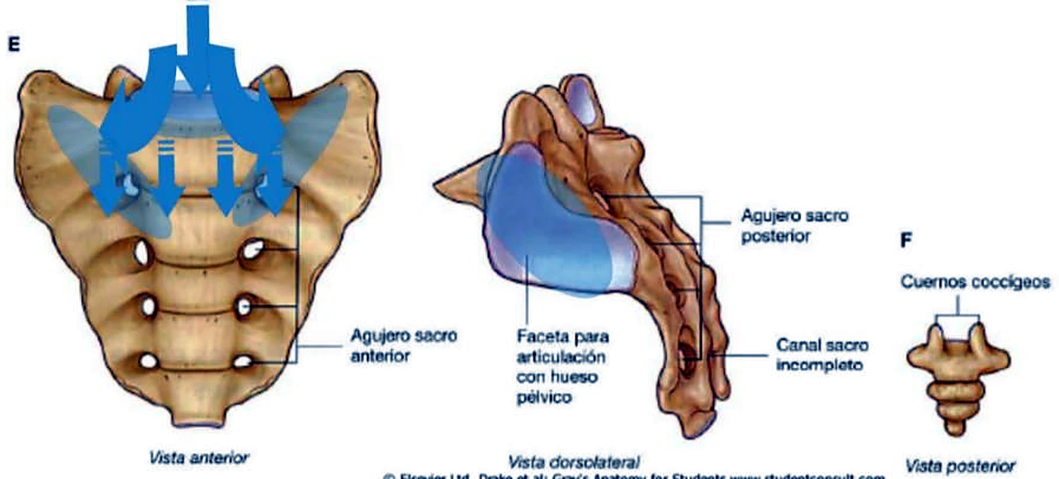 El sacro por delante con flechas azules, el sacro de lado con una superficie azul, y un cóccix pequeño.