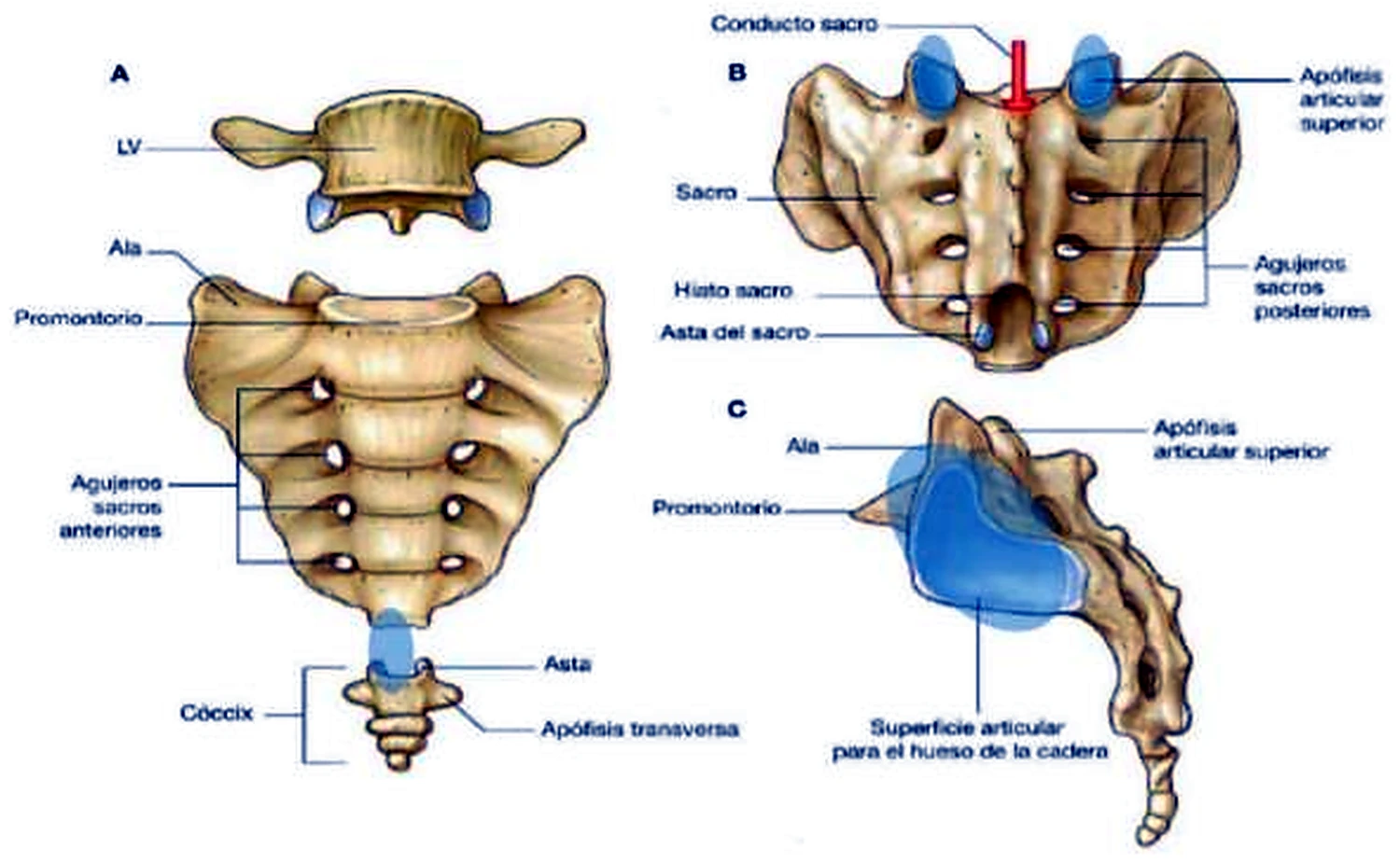 Tres vistas etiquetadas del sacro, arriba una vértebra lumbar y abajo el cóccix.