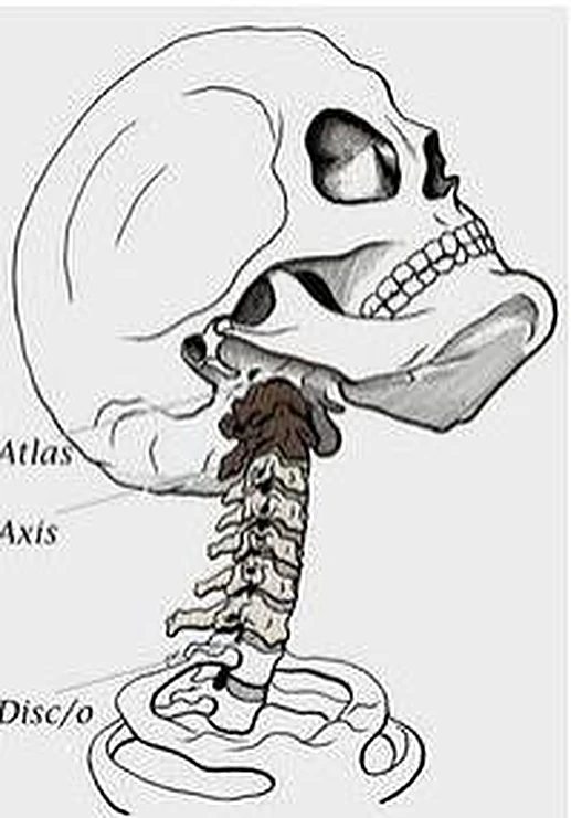 Un cráneo de lado y la columna cervical, con el atlas y el axis etiquetados.