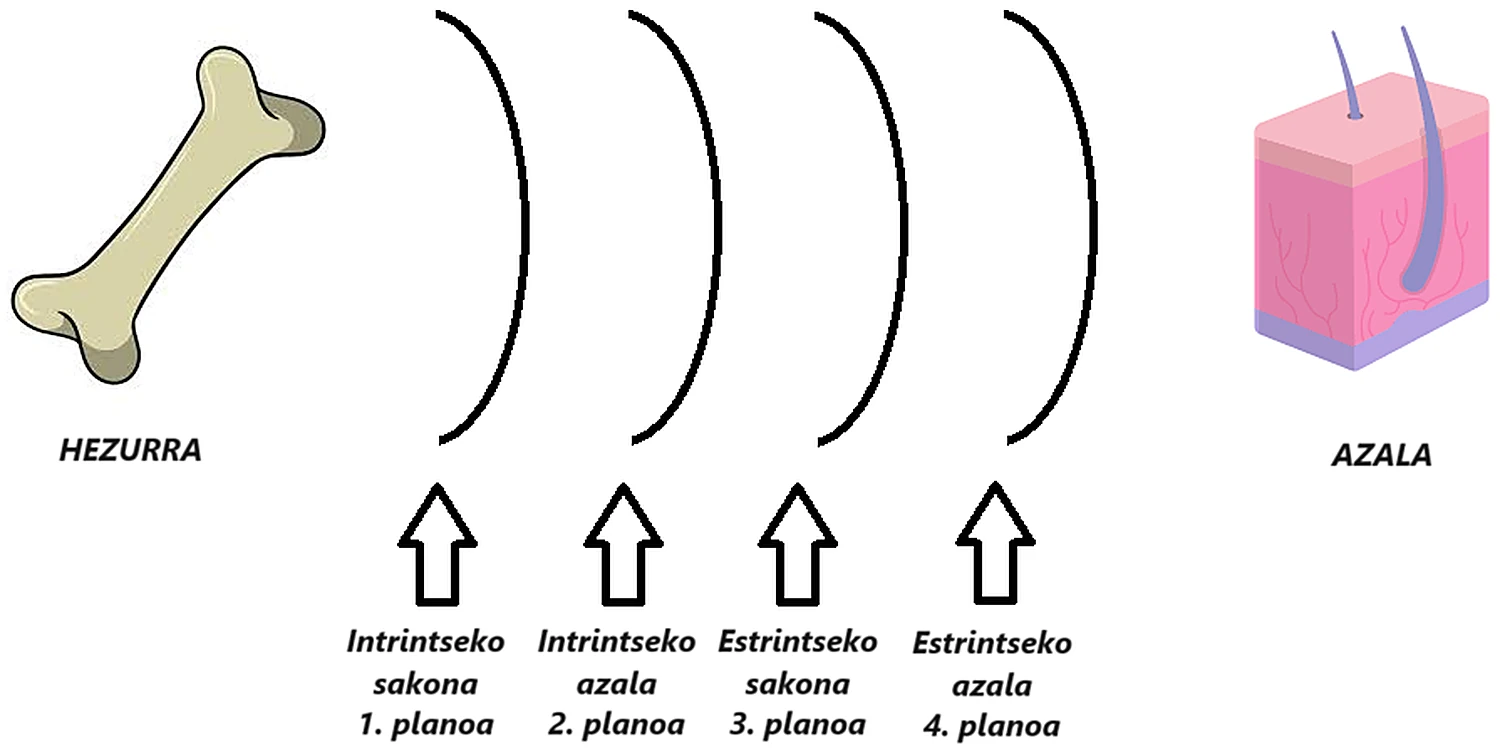 Un esquema: a la izquierda un hueso, a la derecha un fragmento de piel, y en medio cuatro arcos, cada uno con una flecha y un nombre.