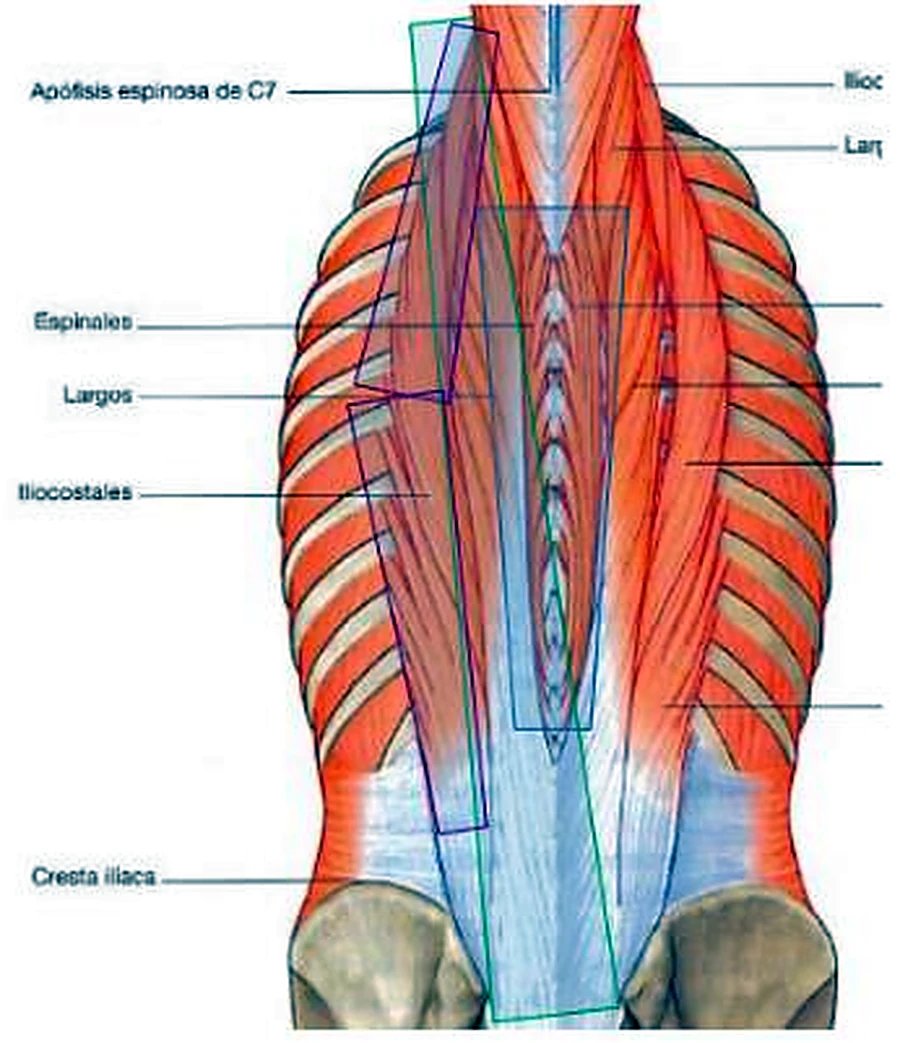 Los músculos largos de la espalda por detrás, con tres columnas rodeadas por líneas de colores.