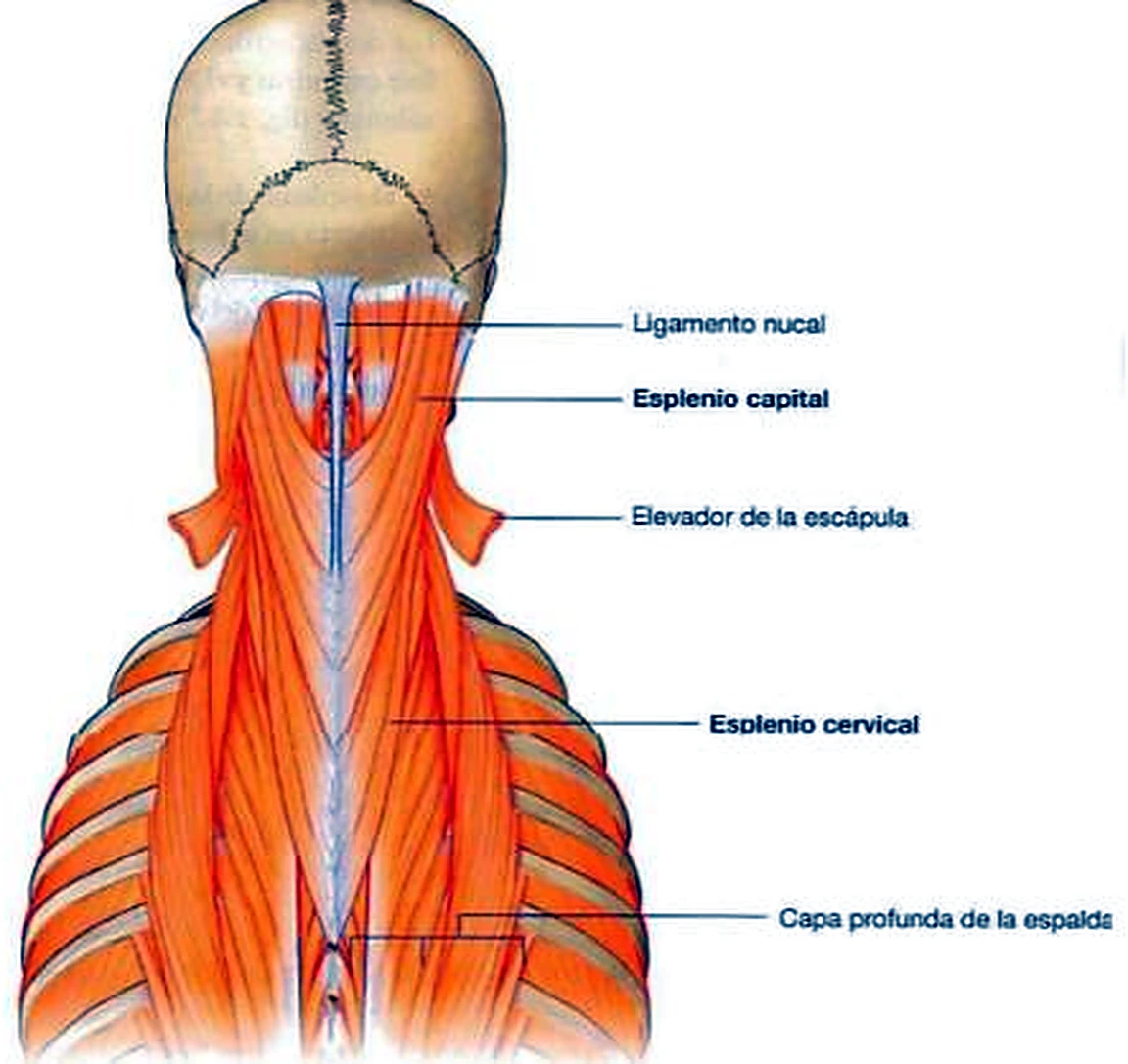 El cuello y la parte alta de la espalda por detrás, con músculos rojos oblicuos que suben desde la línea media.
