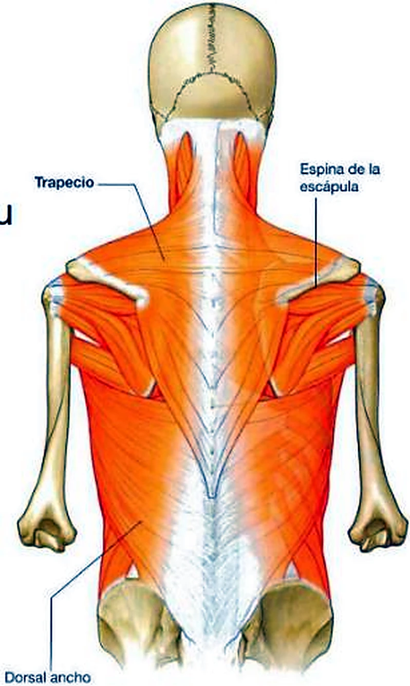 La espalda por detrás, arriba el trapecio triangular y abajo un músculo ancho.