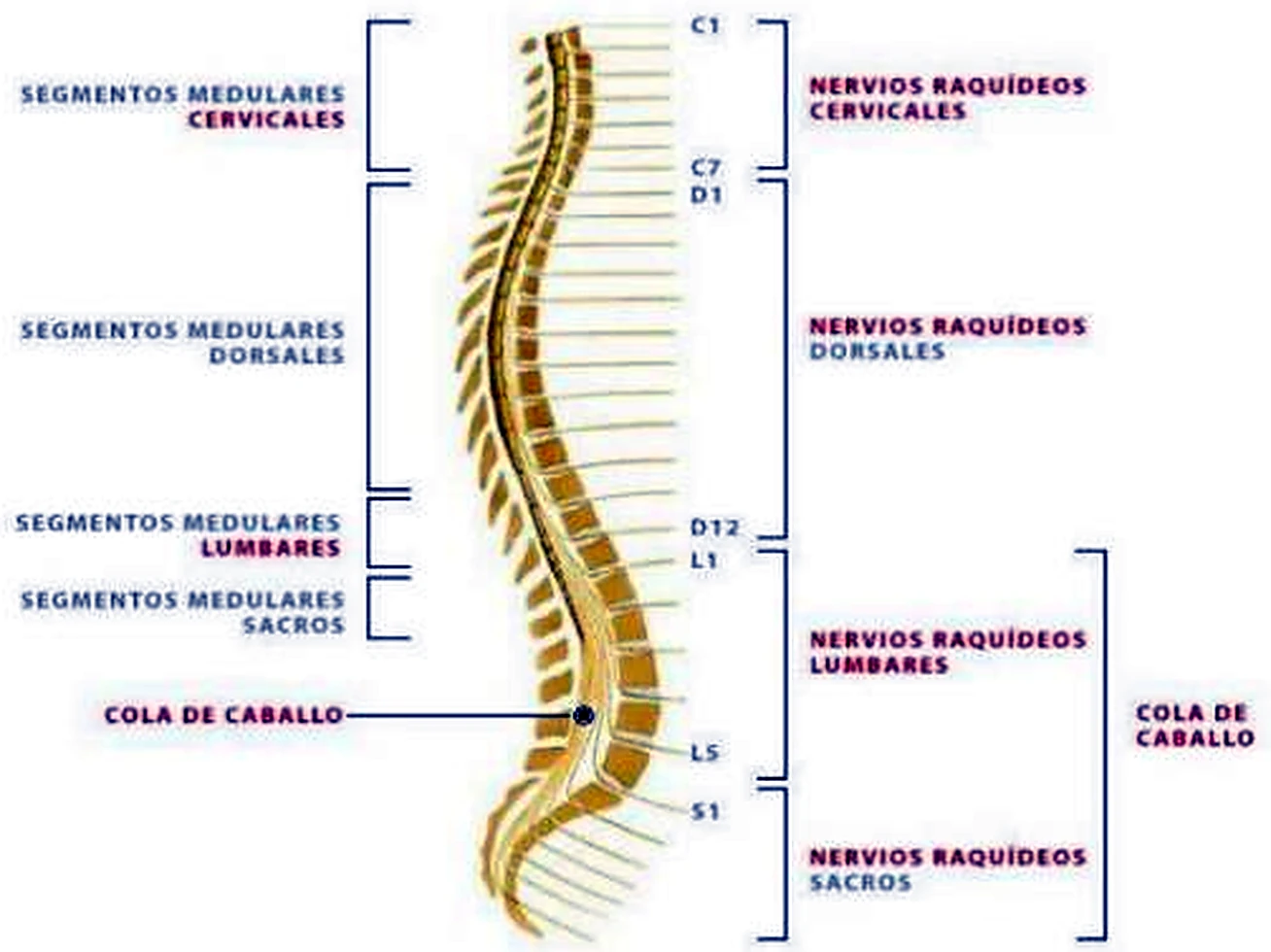 La columna vertebral de lado, dentro la médula espinal y los nervios que salen, con cada región marcada con llaves.