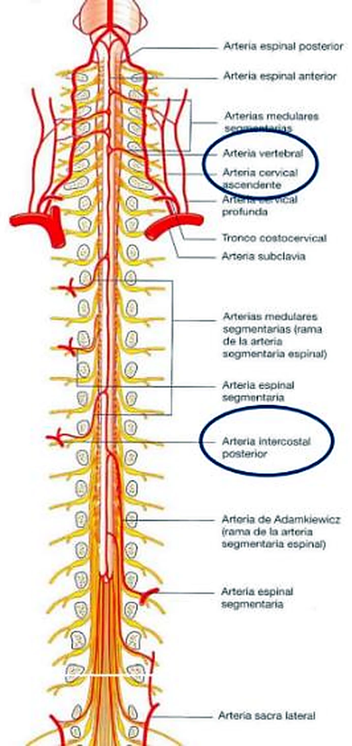 La médula espinal por delante con arterias rojas y nervios amarillos, y tres nombres de arteria rodeados con círculos azules.