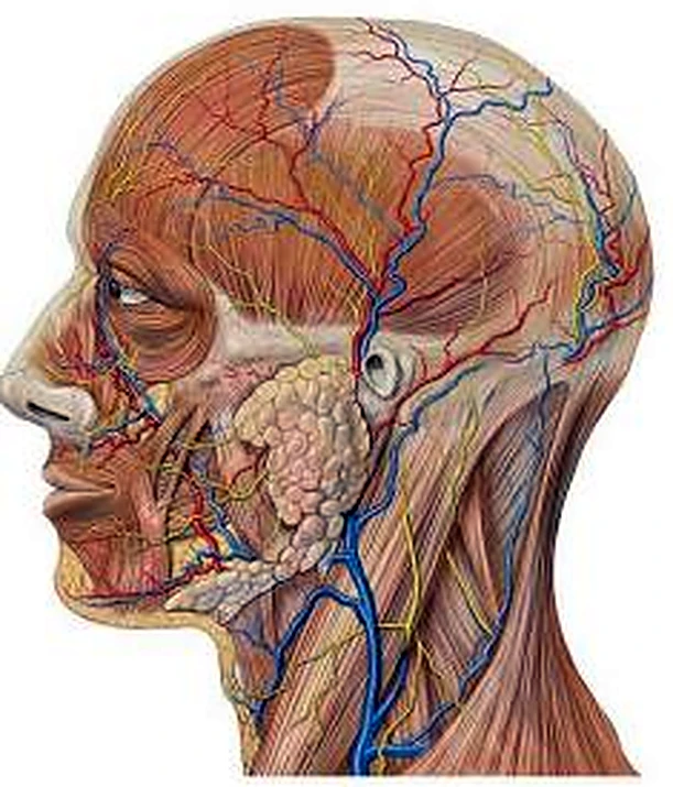 Esquema de la cabeza y del cuello.