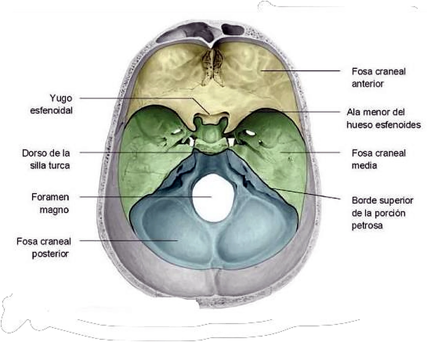 Esquema de la base del cráneo.