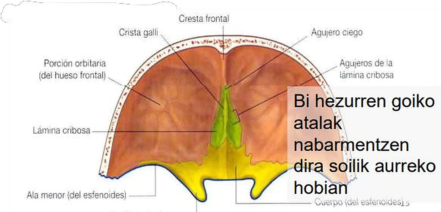Imagen de la fosa anterior.