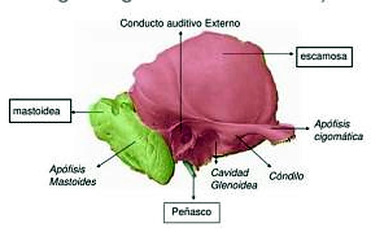 Imagen del hueso esfenoides.