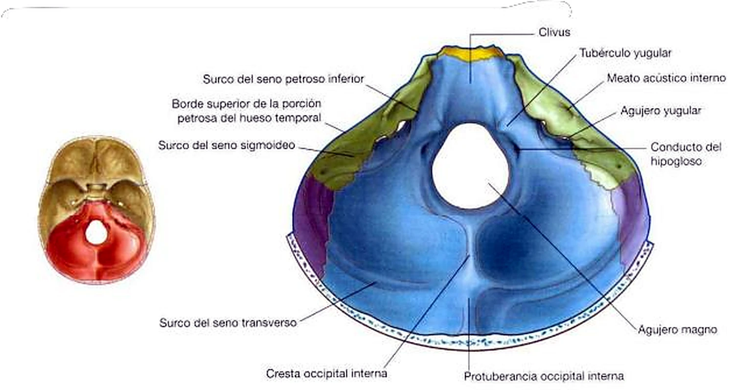 Esquema de la fosa posterior.
