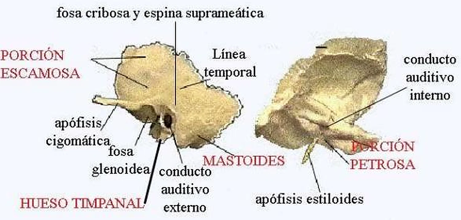 Imagen del hueso petroso.