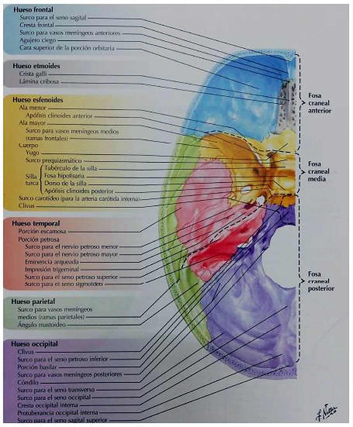 Esquema de los tipos de nervio.