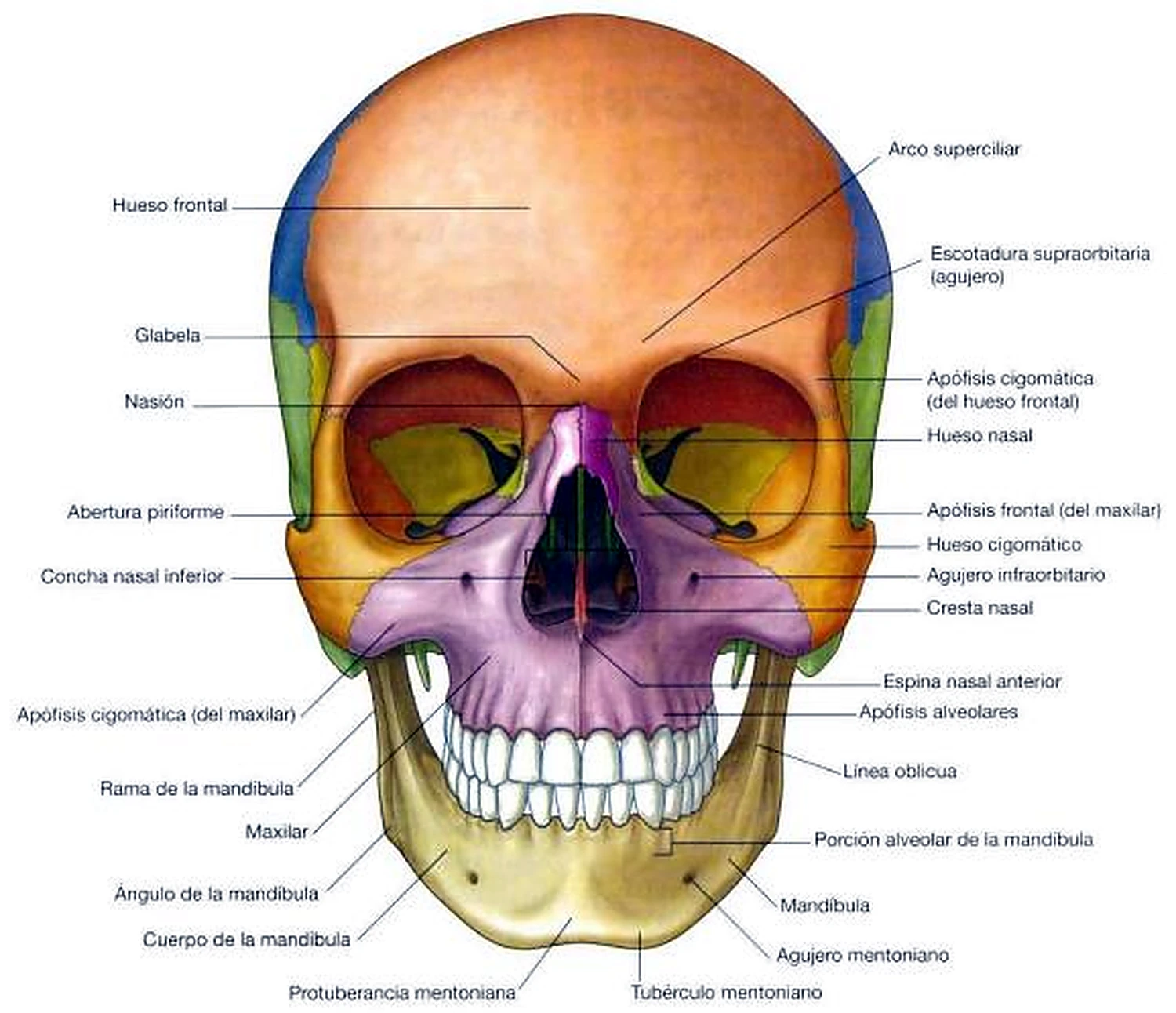 Esquema de la bóveda.