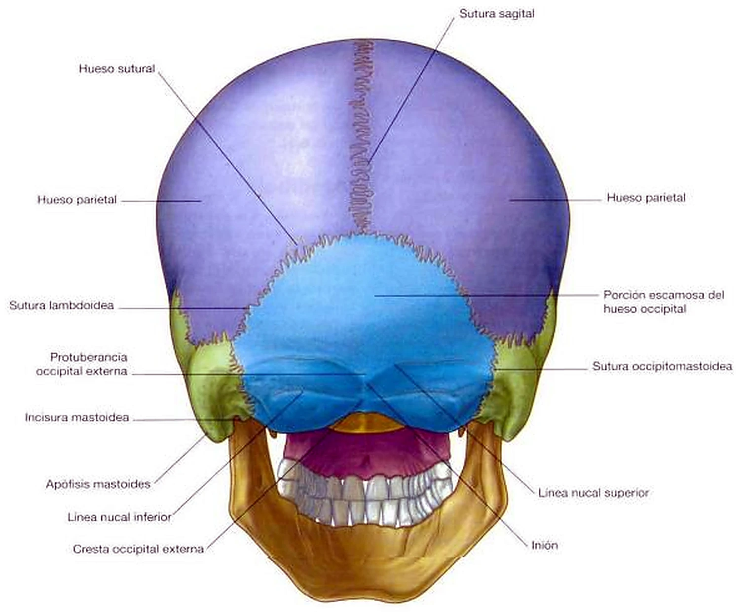 Esquema del hueso temporal.