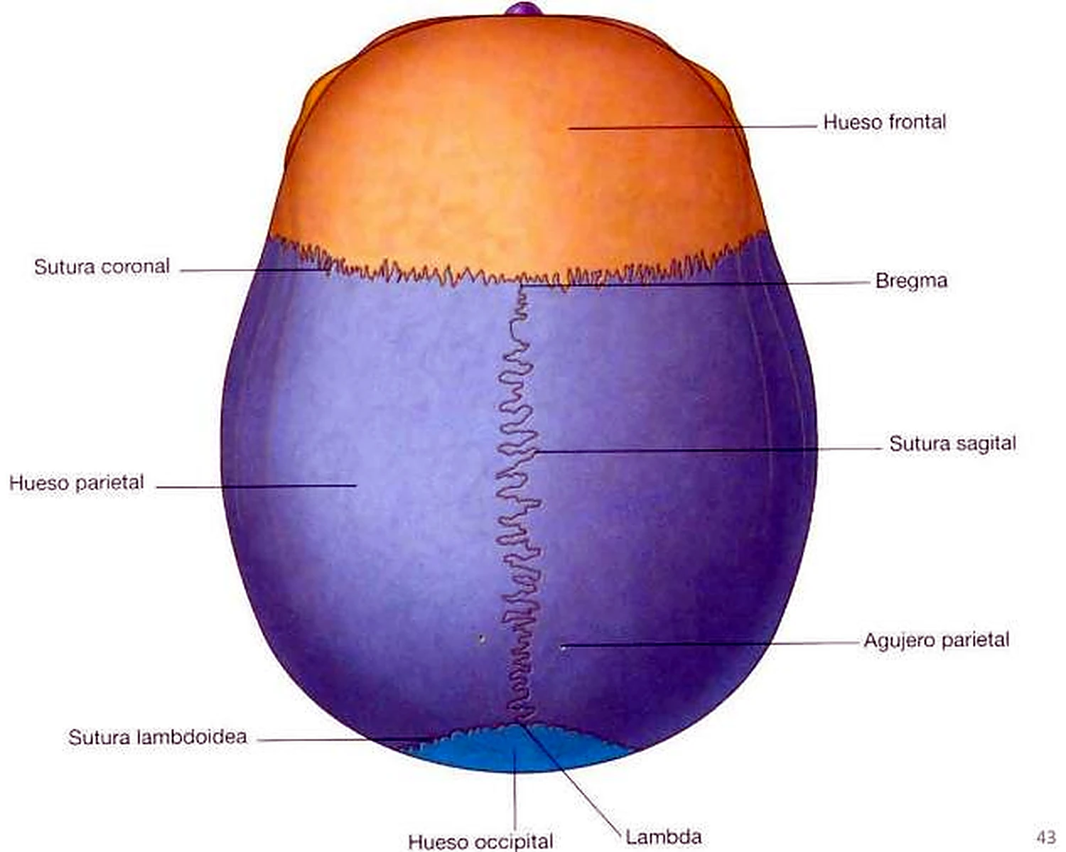 Imagen del arco cigomático.