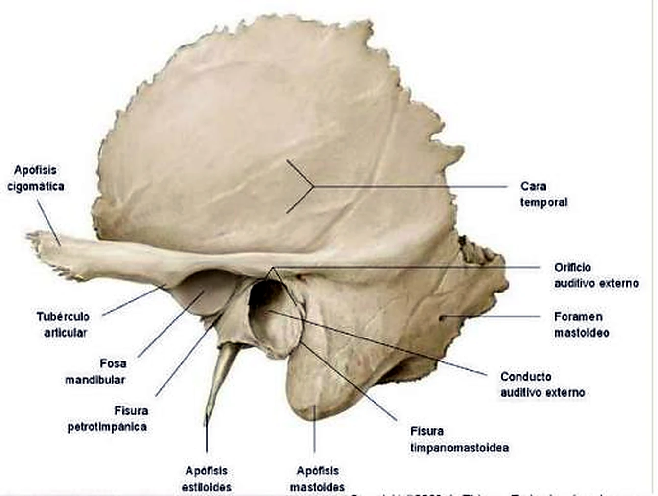 Esquema del viscerocráneo.