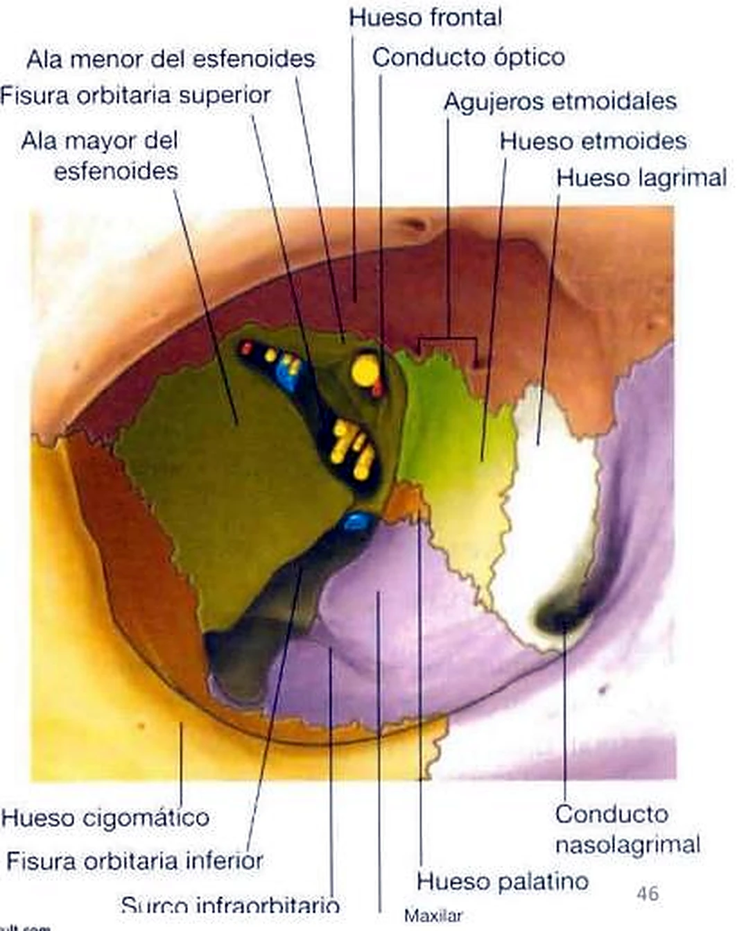 Esquema de la órbita.