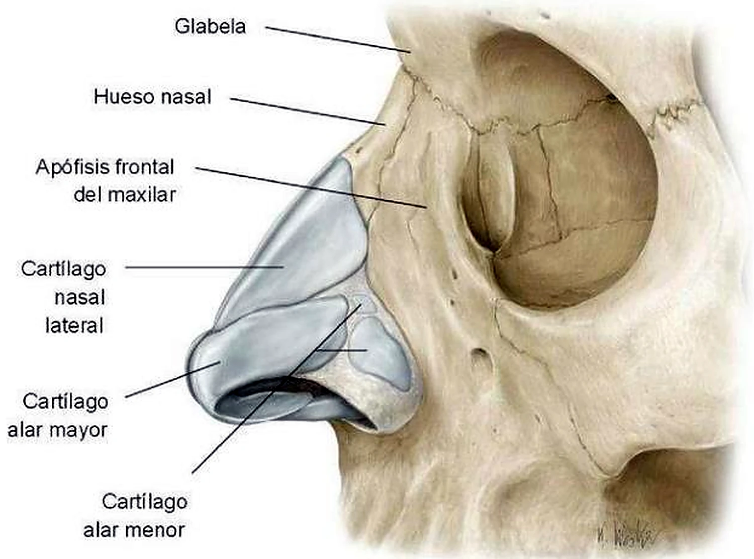 Imagen del tabique nasal.
