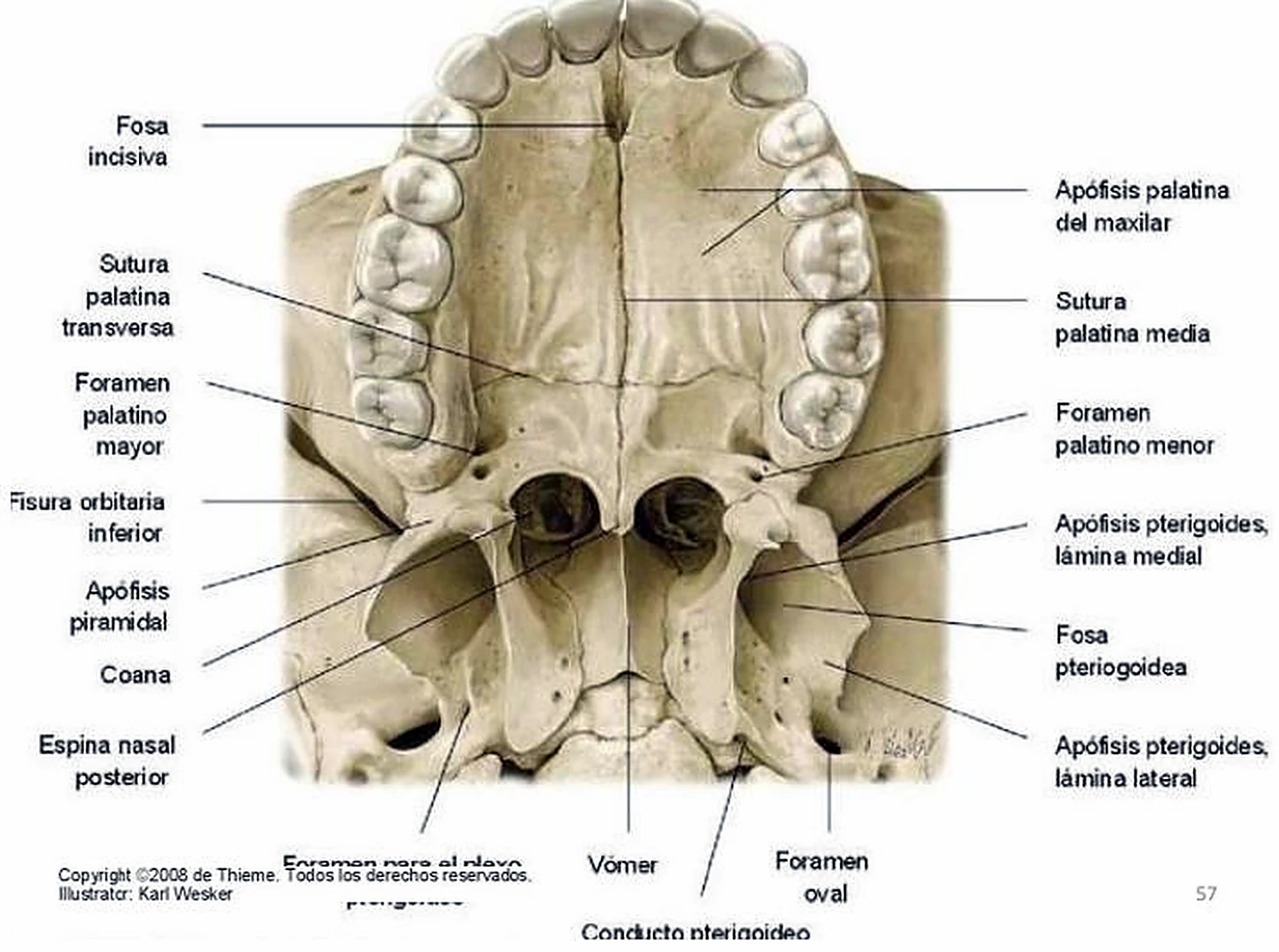 Esquema general de la fosa nasal.