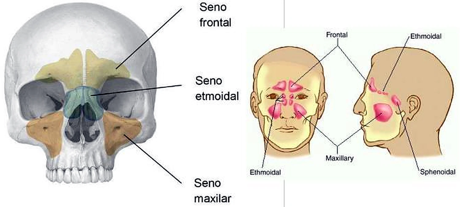 Esquema de los senos.