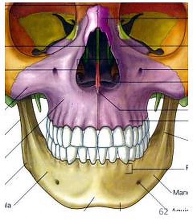 Esquema de la cavidad oral.