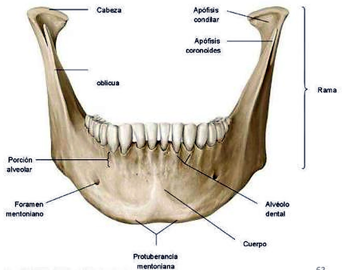 Esquema de la mandíbula.
