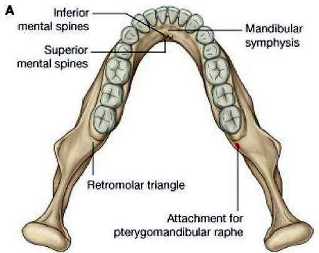 Esquema de los dientes.