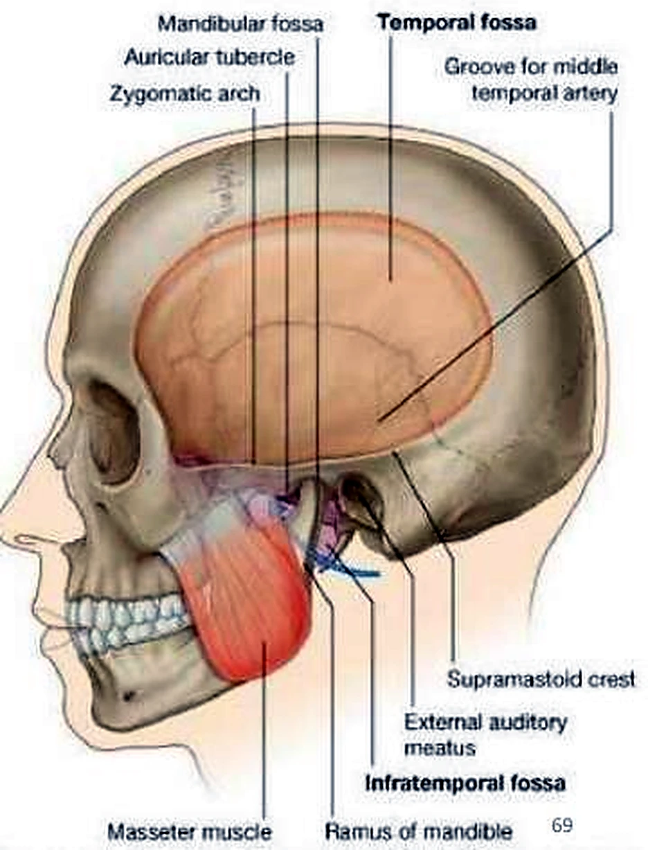 Imagen de los movimientos de la masticación.