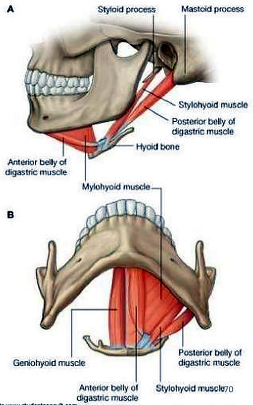Esquema del milohioideo.