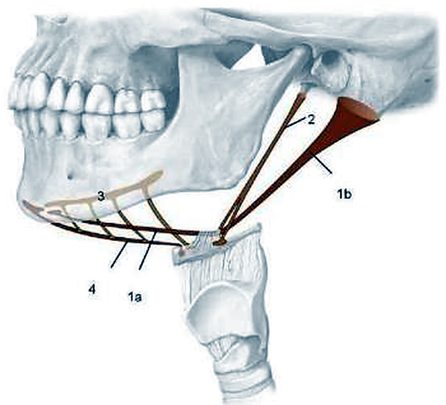 Esquema del masetero.