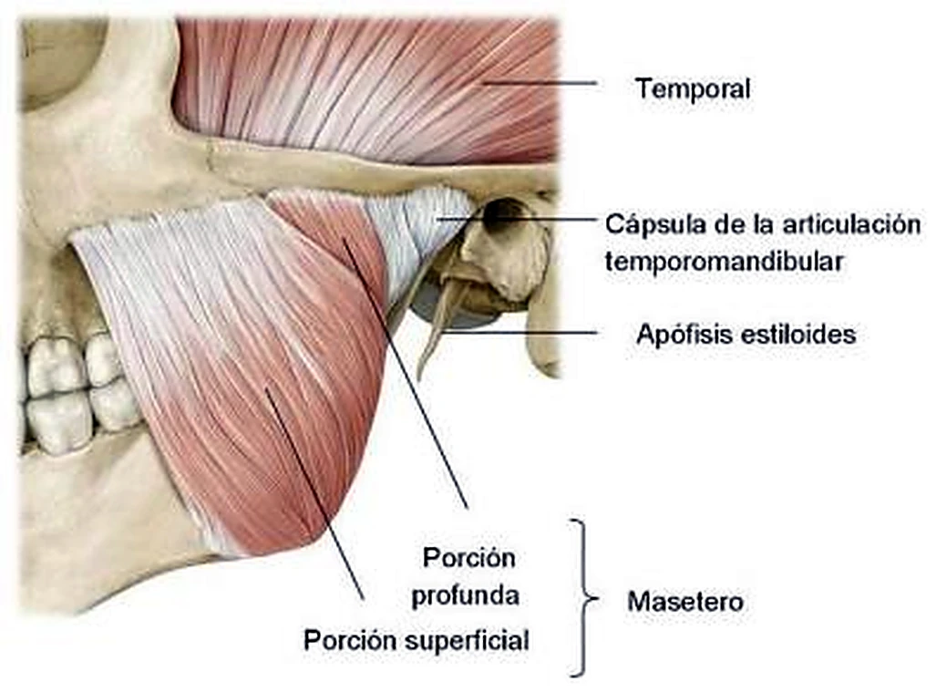 Imagen del pterigoideo medial.