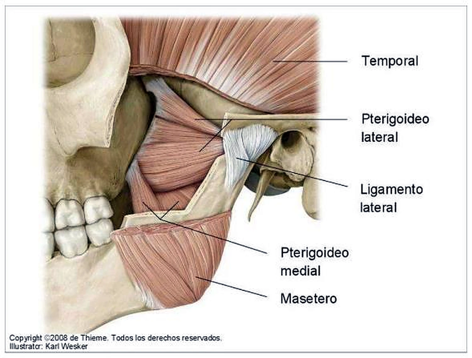 Esquema del nervio facial.