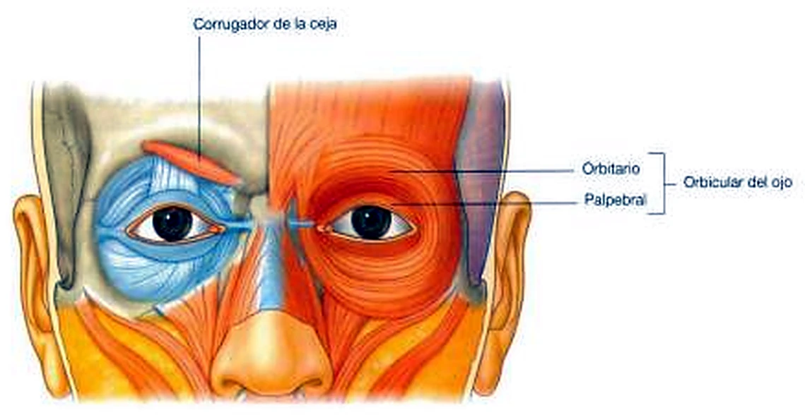 Imagen del orbicular de los ojos.