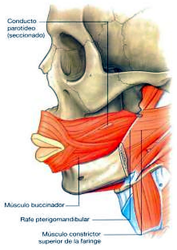Imagen del orbicular de la boca.