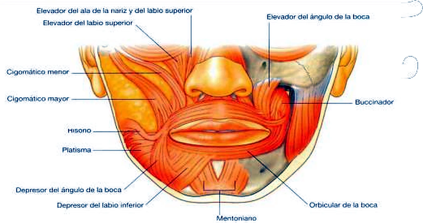 Imagen del elevador del labio.