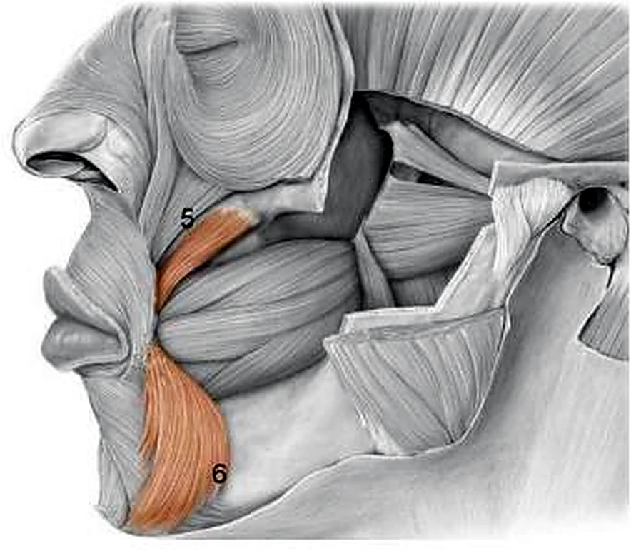 Imagen de los músculos auriculares.
